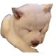 Peach the Shiba