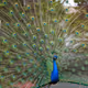 Peacock Colors