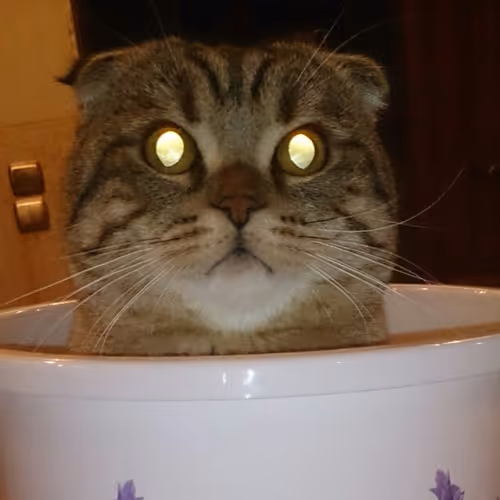 Peapon the real cryptocat