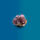 Pearl of the indian ocean's Gems
