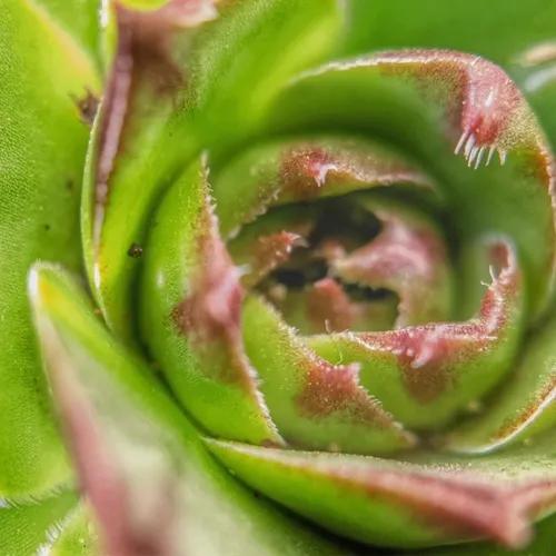 Peek Under The Petals