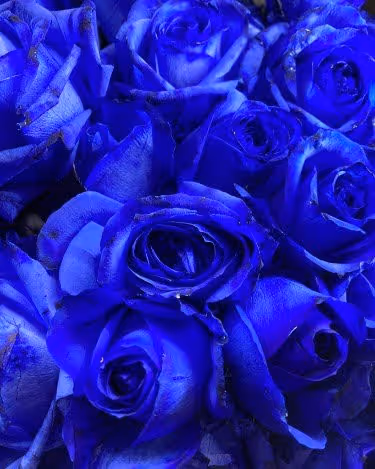 peet117kt collection