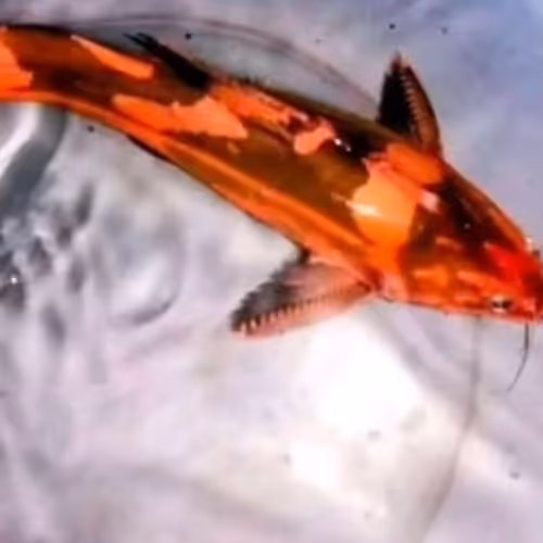 Pemuda Pancasila Koi