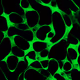 Pendora Circle Generative Art - old