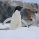Penguins of Antarctica