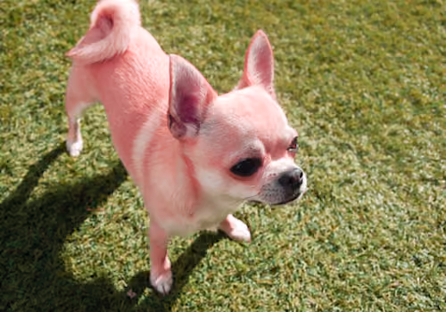 Pepita