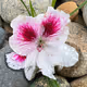 Perpetual Blooms