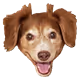 Persnickety pooch