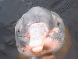 PERVERT DOLPHIN