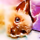 Pet Art NFTs