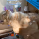 Pet stray
