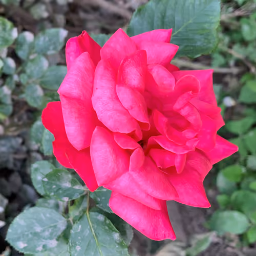 Petals At Peace by TJTK