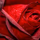 Petals and sepals