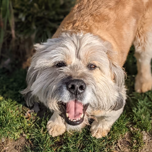 Pete - A retrospective