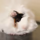 My Pets Adventures - old