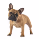 Pets_Dogs_breeds