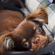 Pets Go Crypto - old