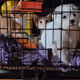 All About Our Pets