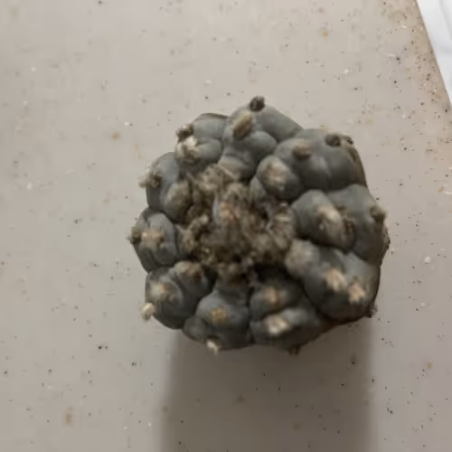 Peyote