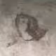 Kowalsky Collection - old