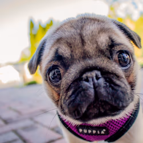 The Philomena the Pug Project - Year 1 - 2016 - old