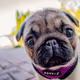 The Philomena the Pug Project - Year 1 - 2016 - old