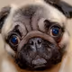 Philomena the Pug - 2020 - Penny Intrudes - old