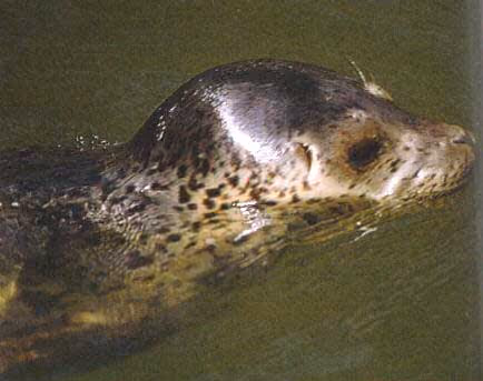Phoca largha