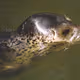 Phoca largha