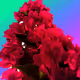 Photo.NFT