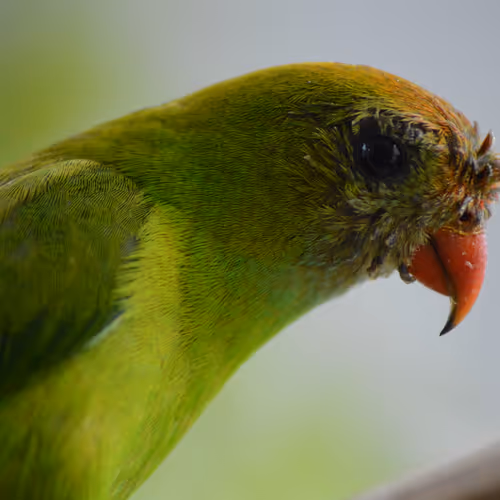 Photographed Collections