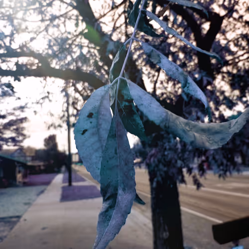 Photographic Delight from Nature's Finest - old