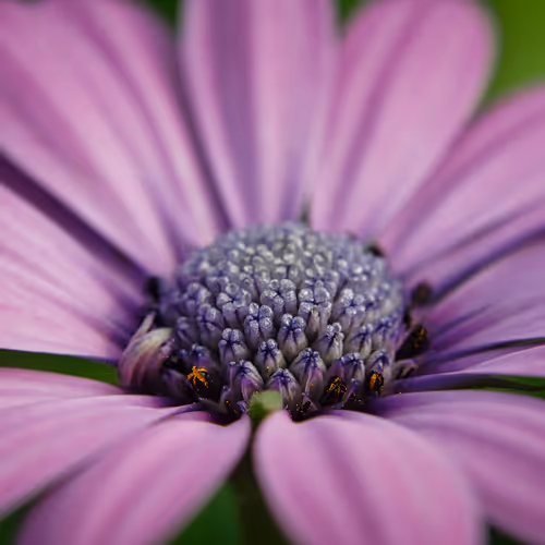 Photography by Fuzzy