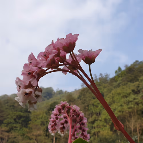 Photography Nature
