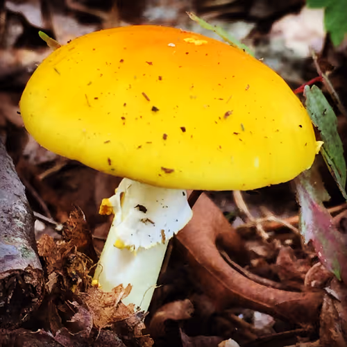 Photography Nature Treasures