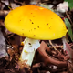 Photography Nature Treasures
