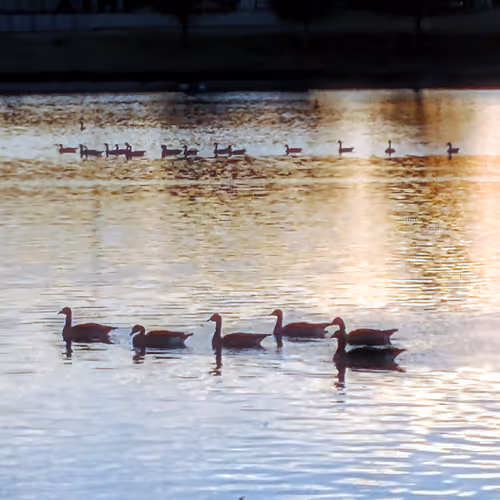 Lesser Geese