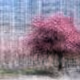 Photo-Impressionistic Trees