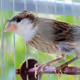 Photos of MbirdCanaries