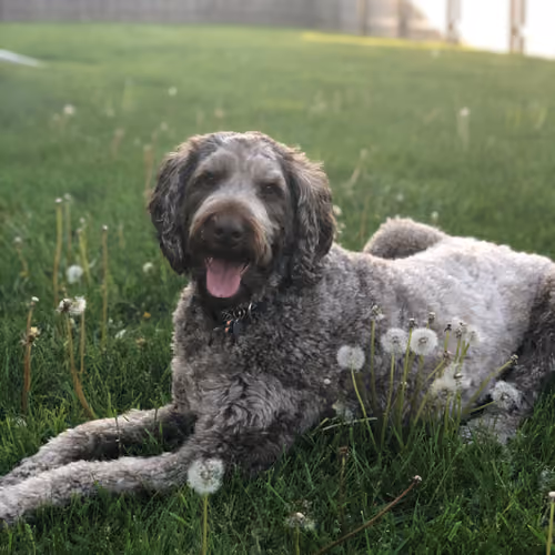 Photos of Morty