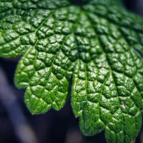 Photography of Kyle Wiles