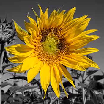 PhotoTreasures - old