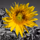 PhotoTreasures - old