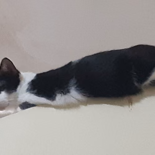 Piby's Belly