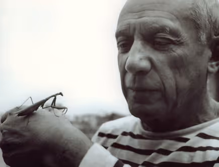 Picasso Sketch of a Horse