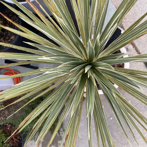pictures of my plant collection