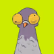 Pigeon Crew