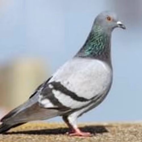 Pigeon Ponders People's Pointless Problems
