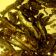 pile of anchovies