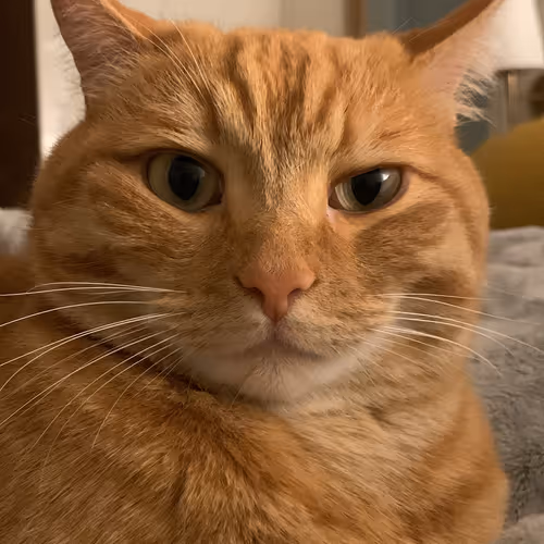 pilgu cat